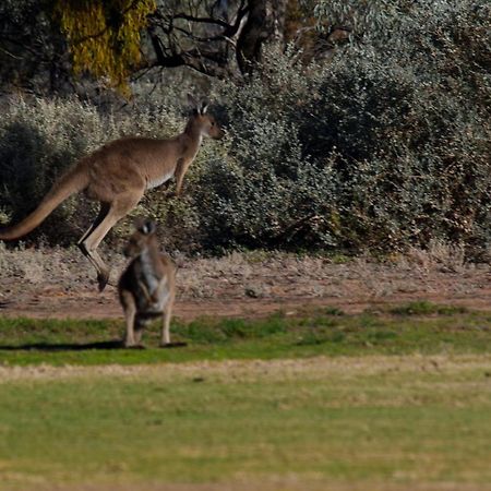 Renmark Country Club Luaran gambar